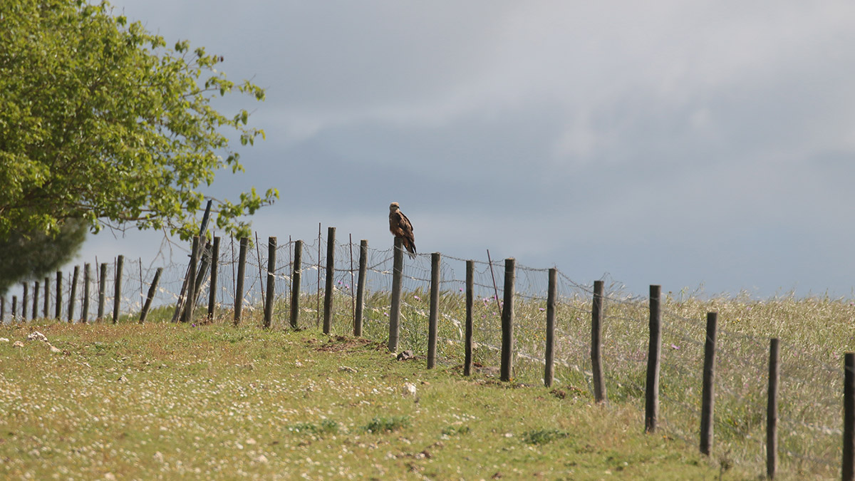 Zwarte wouw in de Alentejo